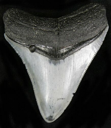 Serrated Megalodon Tooth - Venice, Florida #22560